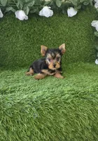 Axel, a male Yorkshire Terrier for sale in Smithfield, NC – 8 of 8