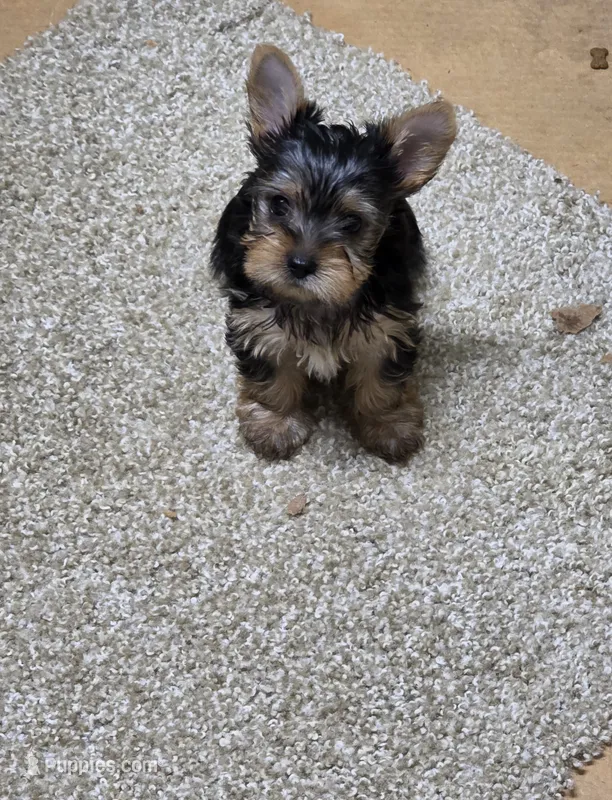 Lili – Yorkshire Terrier puppy for sale in Smithfield, NC
