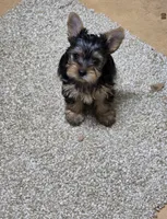 Lili, a female Yorkshire Terrier for sale in Smithfield, NC – 1 of 10