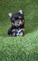 Marlon , a male Yorkshire Terrier for sale in Smithfield, NC – 6 of 7