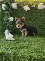 Lili , a female Yorkshire Terrier for sale in Smithfield, NC – 1 of 8