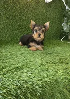 Axel, a male Yorkshire Terrier for sale in Smithfield, NC – 8 of 10