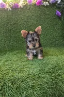 Lili, a female Yorkshire Terrier for sale in Smithfield, NC – 3 of 10