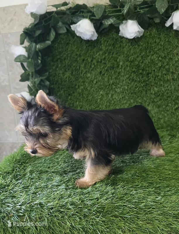 Nash – Yorkshire Terrier puppy for sale in Smithfield, NC