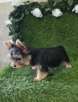 Nash, a male Yorkshire Terrier for sale in Smithfield, NC – 1 of 10