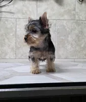 Bruno , a male Yorkshire Terrier for sale in Smithfield, NC – 5 of 6
