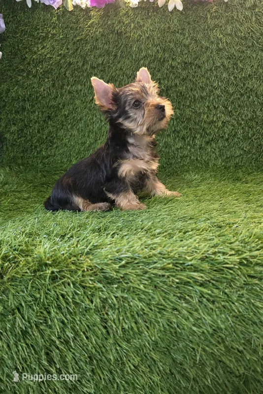 Leo – Yorkshire Terrier puppy for sale in Smithfield, NC
