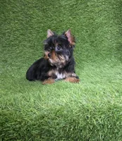 Lili , a female Yorkshire Terrier for sale in Smithfield, NC – Photo 2 of 10