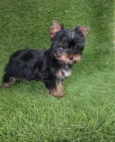 Lili , a female Yorkshire Terrier for sale in Smithfield, NC – Photo 4 of 10