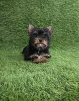 Lili , a female Yorkshire Terrier for sale in Smithfield, NC – Photo 10 of 10