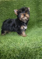 Lili , a female Yorkshire Terrier for sale in Smithfield, NC – Photo 5 of 10