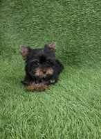 Lili , a female Yorkshire Terrier for sale in Smithfield, NC – Photo 8 of 10