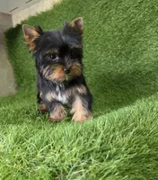 Lili , a female Yorkshire Terrier for sale in Smithfield, NC – Photo 1 of 10