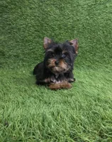 Lili , a female Yorkshire Terrier for sale in Smithfield, NC – Photo 7 of 10