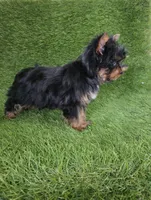 Lili , a female Yorkshire Terrier for sale in Smithfield, NC – Photo 9 of 10