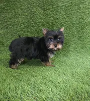 Lili , a female Yorkshire Terrier for sale in Smithfield, NC – Photo 6 of 10