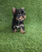 Lili , a female Yorkshire Terrier for sale in Smithfield, NC – Photo 3 of 10