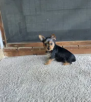 Leo, a male Yorkshire Terrier for sale in Smithfield, NC – 2 of 8