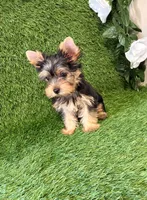 Nash, a male Yorkshire Terrier for sale in Smithfield, NC – 9 of 10