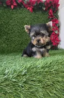 Milan , a male Yorkshire Terrier for sale in Smithfield, NC – 8 of 8