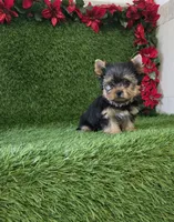 Milan , a male Yorkshire Terrier for sale in Smithfield, NC – 7 of 8