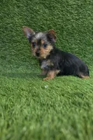 Leo, a male Yorkshire Terrier for sale in Smithfield, NC – 4 of 8