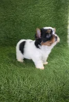 Jasper, a male Yorkshire Terrier for sale in Smithfield, NC – 2 of 7