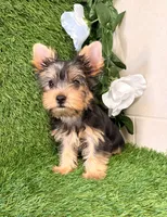 Nash, a male Yorkshire Terrier for sale in Smithfield, NC – 10 of 10