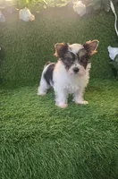 Jasper, a male Yorkshire Terrier for sale in Smithfield, NC – 5 of 7