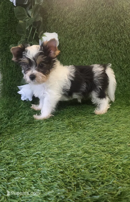 Jasper – Yorkshire Terrier puppy for sale in Smithfield, NC