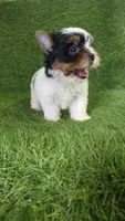 Jasper, a male Yorkshire Terrier for sale in Smithfield, NC – 7 of 7
