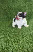 Jasper, a male Yorkshire Terrier for sale in Smithfield, NC – 5 of 7