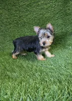 Lola, a female Yorkshire Terrier for sale in Smithfield, NC – 8 of 8