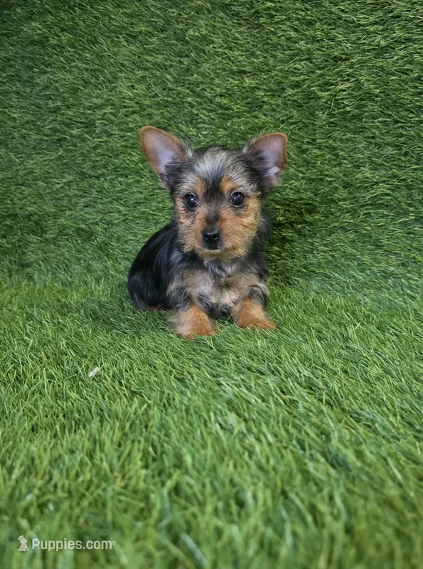 Leo – Yorkshire Terrier puppy for sale in Smithfield, NC