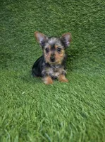 Leo, a male Yorkshire Terrier for sale in Smithfield, NC – 1 of 8