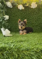 Lili , a female Yorkshire Terrier for sale in Smithfield, NC – 4 of 8