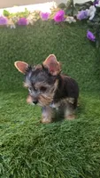 Lili, a female Yorkshire Terrier for sale in Smithfield, NC – 8 of 10