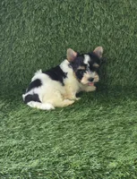 Linda , a female Yorkshire Terrier for sale in Smithfield, NC – 2 of 9
