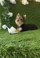 Lili , a female Yorkshire Terrier for sale in Smithfield, NC – 2 of 8
