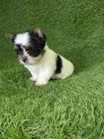 Jasper, a male Yorkshire Terrier for sale in Smithfield, NC – 4 of 7