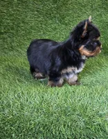 Marlon , a male Yorkshire Terrier for sale in Smithfield, NC – 7 of 7