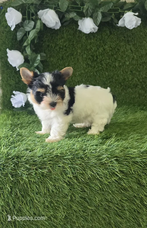 Linda  – Yorkshire Terrier puppy for sale in Smithfield, NC
