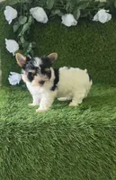 Linda , a female Yorkshire Terrier for sale in Smithfield, NC – 1 of 9