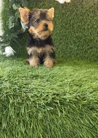 Lua , a female Yorkshire Terrier for sale in Smithfield, NC – 4 of 8