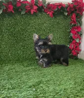 Bruno , a male Yorkshire Terrier for sale in Smithfield, NC – 2 of 8
