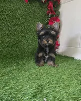 Bruno , a male Yorkshire Terrier for sale in Smithfield, NC – 4 of 8