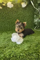 Lili , a female Yorkshire Terrier for sale in Smithfield, NC – 8 of 8