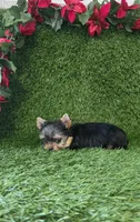 Milan , a male Yorkshire Terrier for sale in Smithfield, NC – 5 of 8