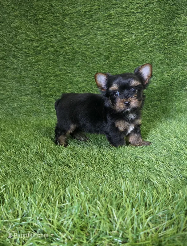 Bruno  – Yorkshire Terrier puppy for sale in Smithfield, NC