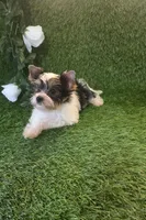 Jasper, a male Yorkshire Terrier for sale in Smithfield, NC – 4 of 7